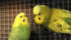 Parroty unikli od majitelů, aby vytvořili rodinu v podkroví. Bollywood odpočívá